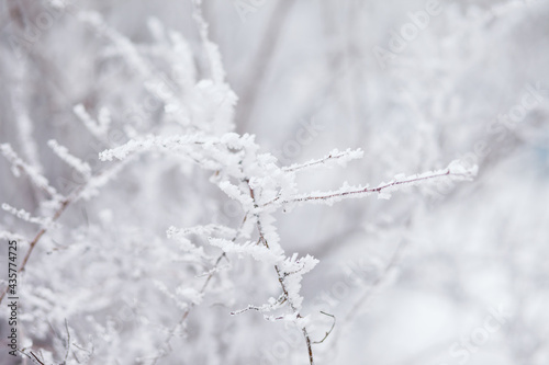 Frosty branches in hoarfrost. Winter mood. Frosty morning. Beauty of winter © Olga Mishyna