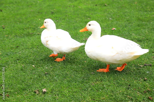 A family of Peking white ducks walk on the green lawn in spring, summer. Ducklings, meat duck, poultry on farm in the village. Waterfowl,delicacy food, hunting © rospoint