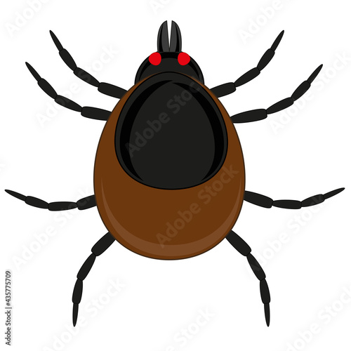 Insect mite on white background is insulated