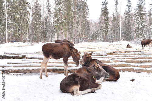 Konstfotografi Elk on the Sumarokovskaya moose farm in Kostroma