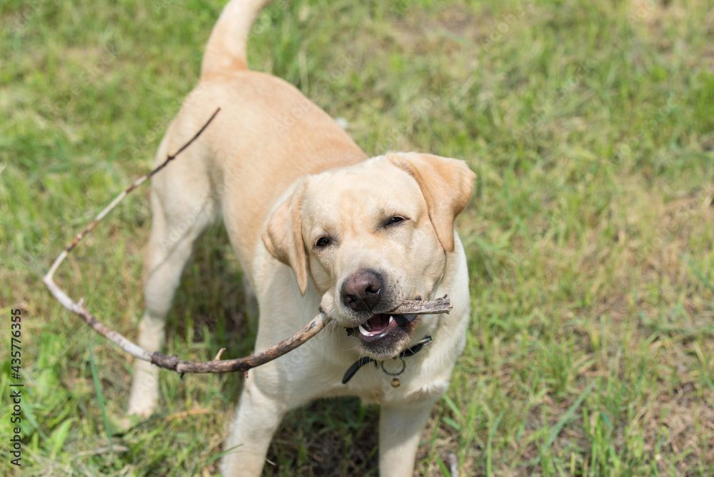 Labrador retriever dog, play with a stick on the fresh grass Labrador retriever dog, play with a stick on the fresh grass