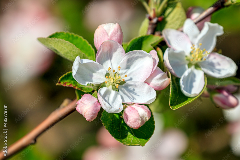Obraz premium Gros plans une jolie fleur sauvage