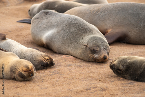 sea seals sleeping