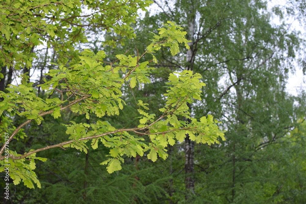 Fototapeta premium green oak leaves