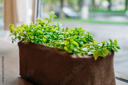 Plants for cafes. Flower with small green leaves in a long pot on a windowsill