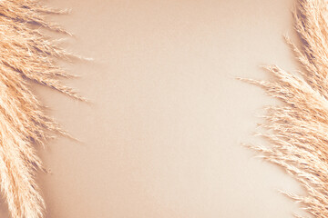 Beige neutral background with pampas grass plume