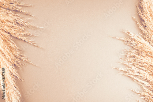 Beige neutral background with pampas grass plume