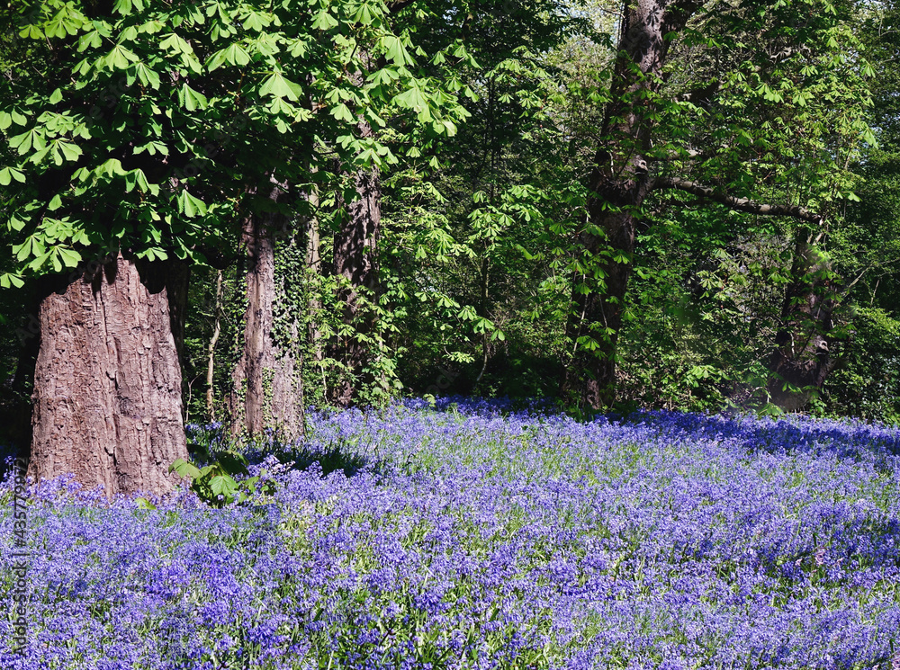 Obraz premium Bluebells in woodland of Park Sorghvliet in the Netherlands