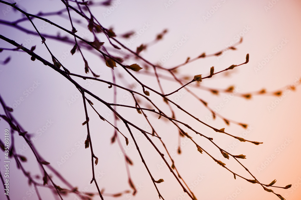 spring branches against the backdrop of the sunset sky. Stylized natural background