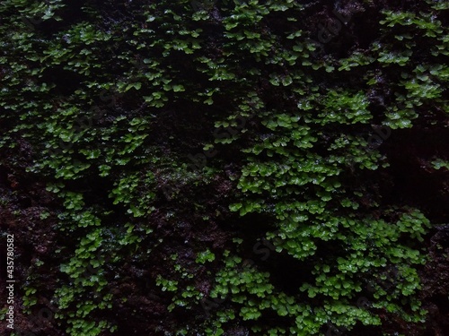 green moss on a wall, close-up view