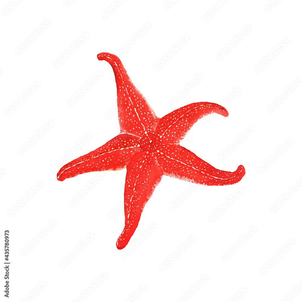 Red starfish isolated on white background, watercolor design element, beautiful seastar for your decor. Red starfish isolated on white background, watercolor design element, beautiful seastar for your decor.