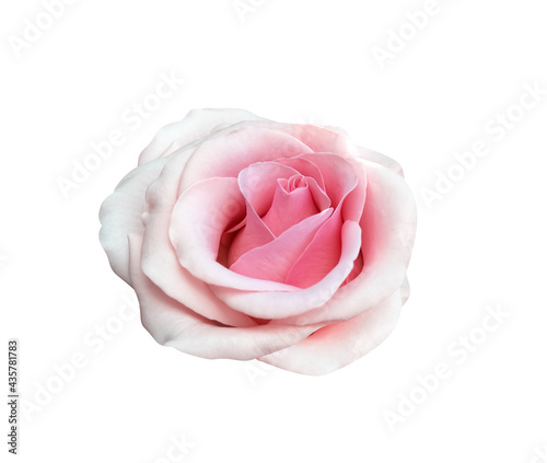 Light pink rose close up isolated on white background   clipping path