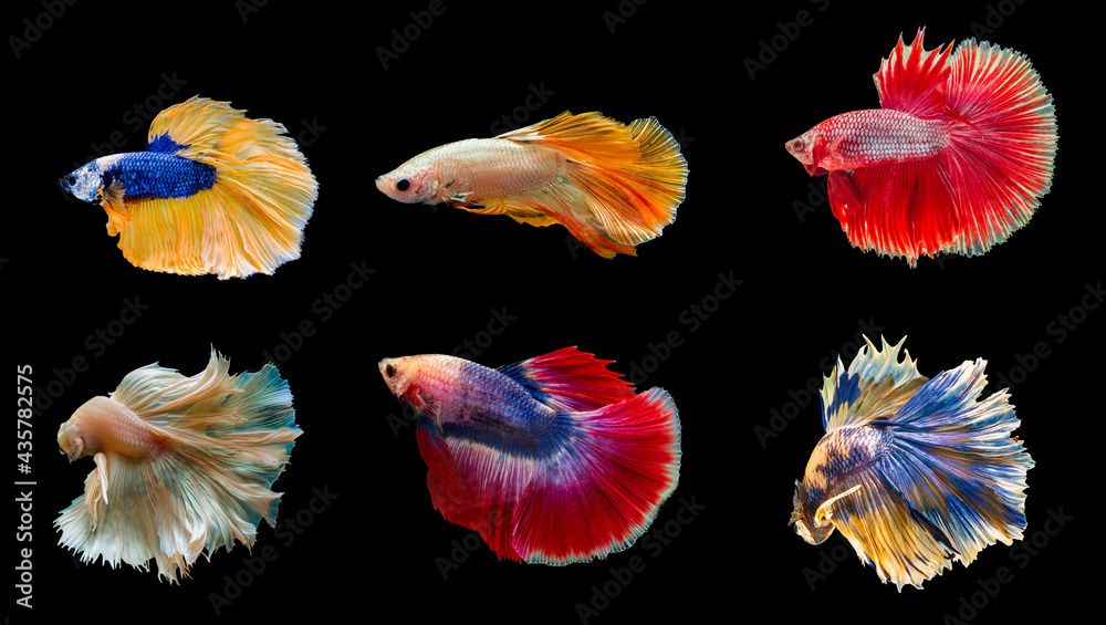 Collection colorful Thai betta fish, Siamese fighting fish isolated on black background Collection colorful Thai betta fish, Siamese fighting fish isolated on black background