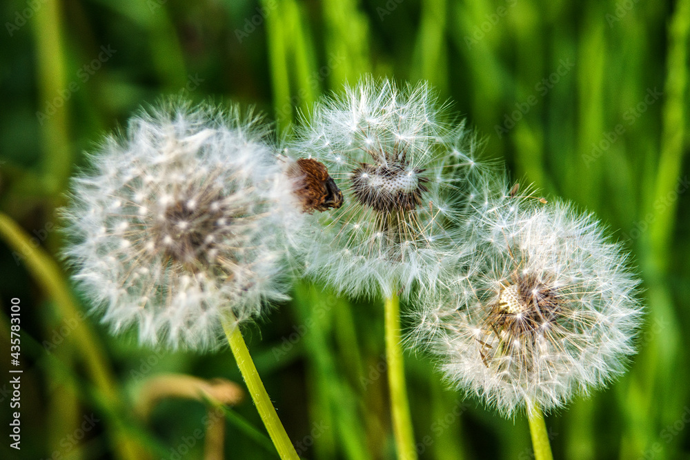 Obraz premium dmuchawiec