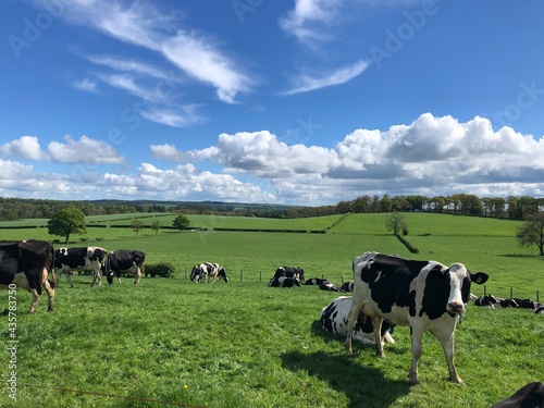 Dairy cows lying down in a grass field in May