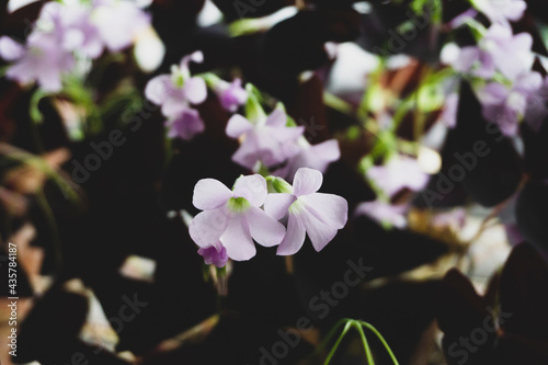 Fototapeta Naklejka Na Ścianę i Meble -  Purple oxalis edible flower