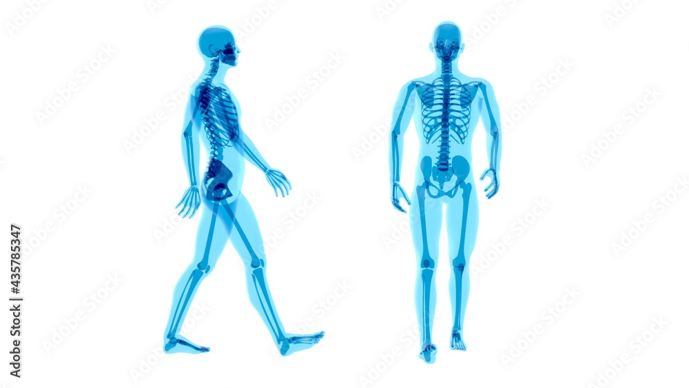 4K Anatomy concept of a Xray man walking 4K Anatomy concept of a Xray man walking
