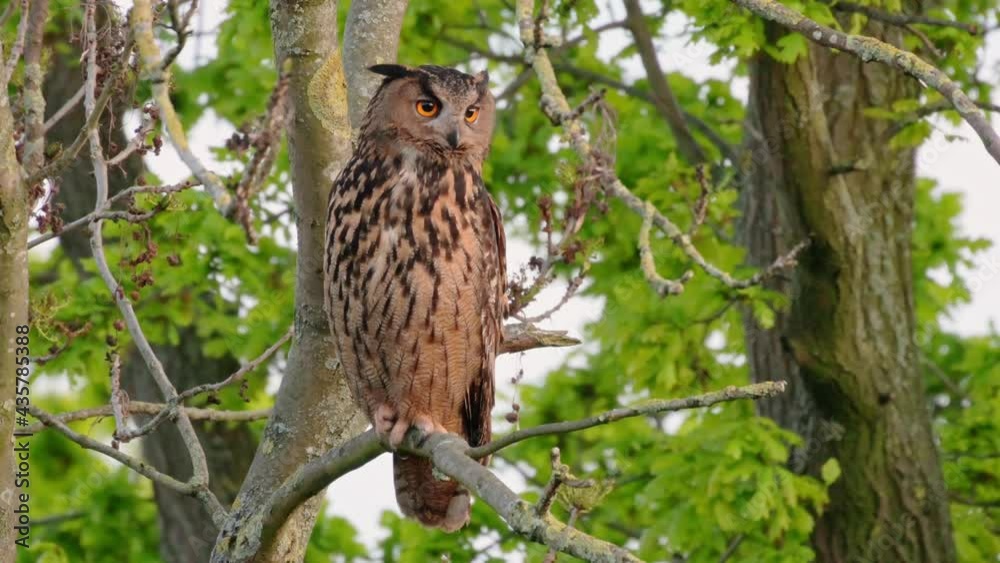 Eurasian eagle-owl (Bubo bubo) sitting on a branch inside a tree, Heinsberg, North Rhine-Westphalia, Germany Eurasian eagle-owl (Bubo bubo) sitting on a branch inside a tree, Heinsberg, North Rhine-Westphalia, Germany