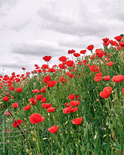 Wheat field with poppies at Tierra de Campos. This vast region of Castilla is populated by large wheat fields that in springtime take color with poppies and the green of the cereal