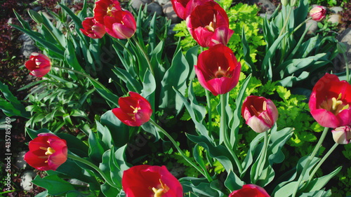 bright pink tulips. spring flowers in the garden