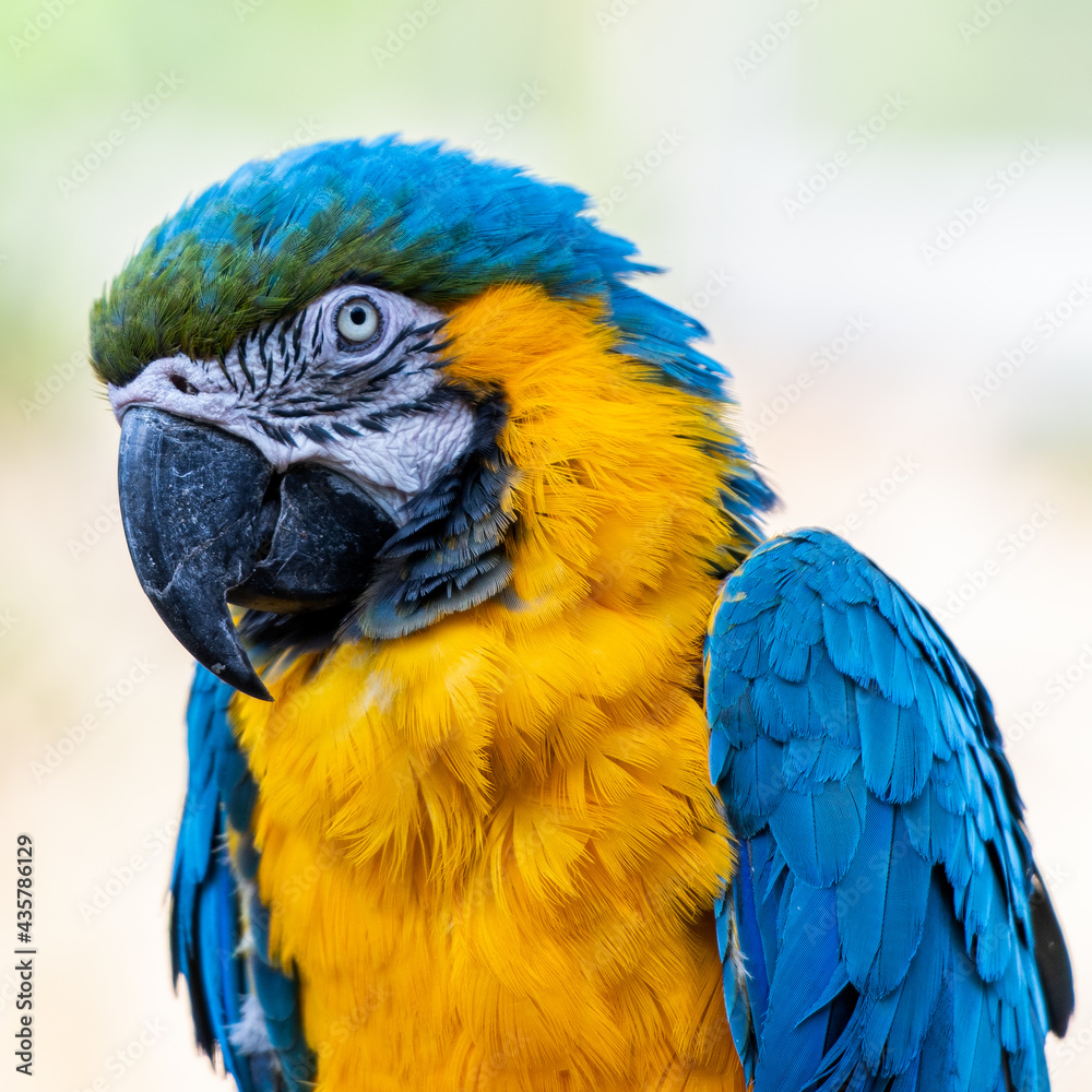 Macaw close up headshot of the parrot posing on a branch Macaw close up headshot of the parrot posing on a branch