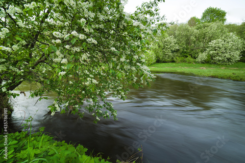 A wonderful, magical spring morning by the Dubysa river in Lithuania. Eve's trees are in bloom.