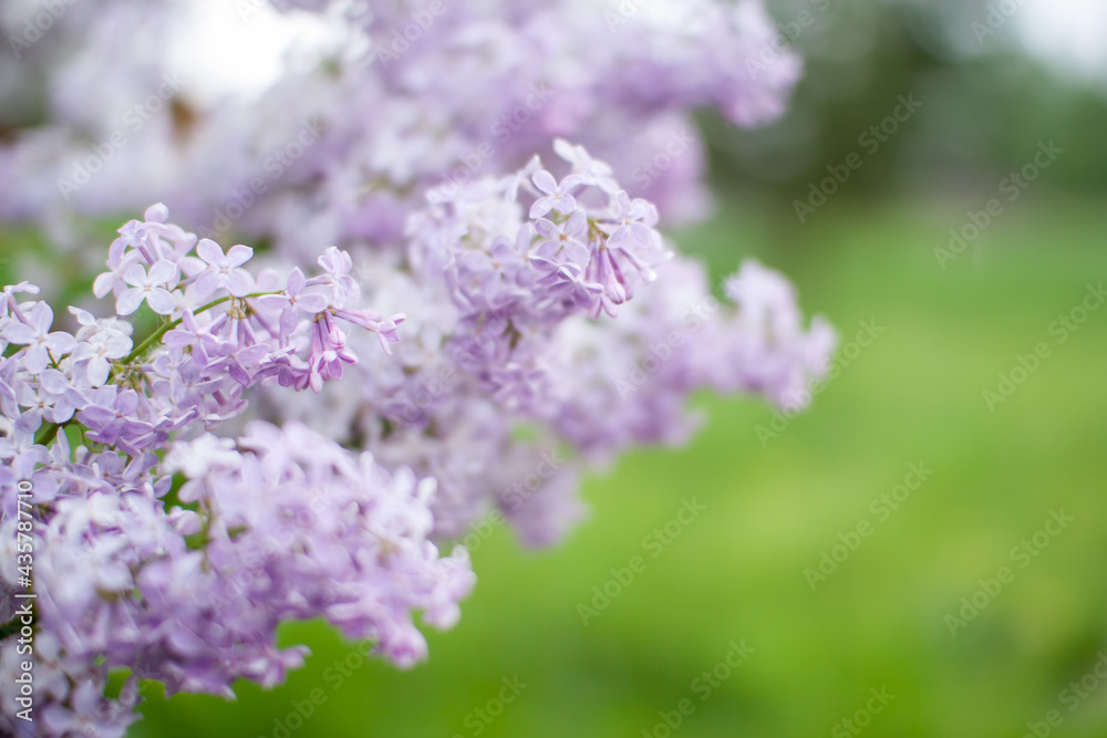 Delicate fresh flowering lilac bushes in the park on a spring sunny day. High quality photo