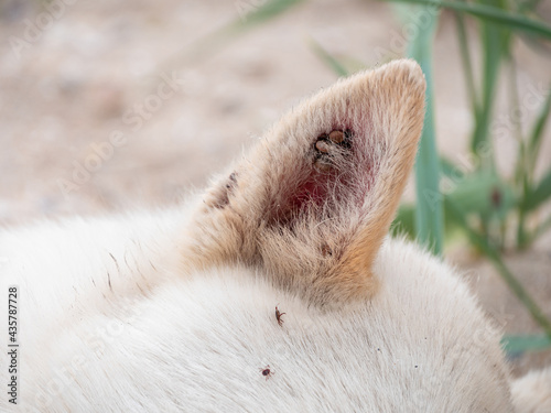 White dog with ticks on ears summer nature sand beach background. Animal fell insects. Puppy hair surface. Pet care  advertisind backdrop for treatments against flea on dog s coat.