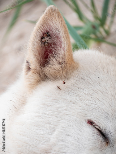 White dog with ticks on ears summer nature sand beach background. Animal fell insects. Puppy hair surface. Pet care, advertisind backdrop for treatments against flea on dog's coat.