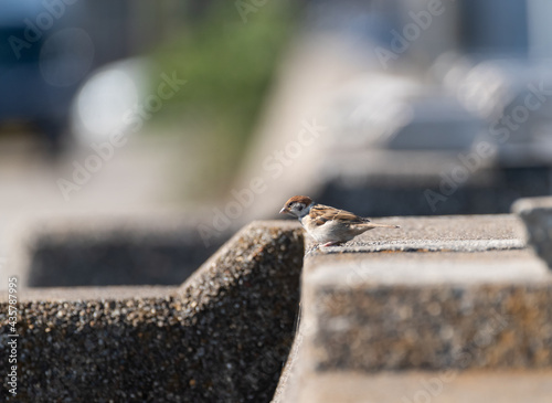 Wallpaper Mural 堤防にとまるスズメ Torontodigital.ca