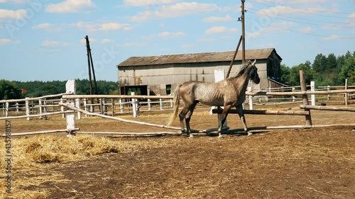 Close-up beautiful sad alone one horse portrait grazing walking away in paddock with rustic old vintage wooden fence boundary at countryside farm. Country rural animal on ranch
