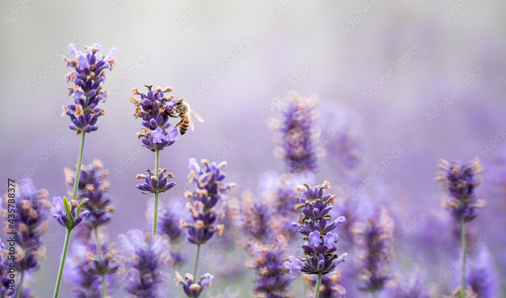 Fototapeta premium 라벤더