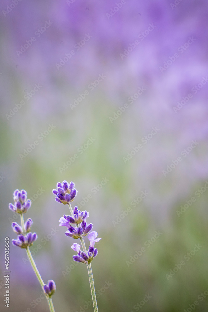 Obraz premium 라벤더