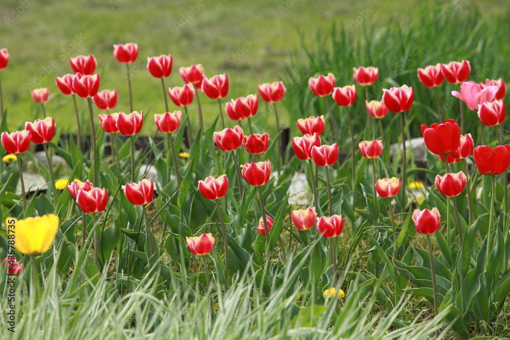 Fototapeta premium bright red tulips bloom in spring