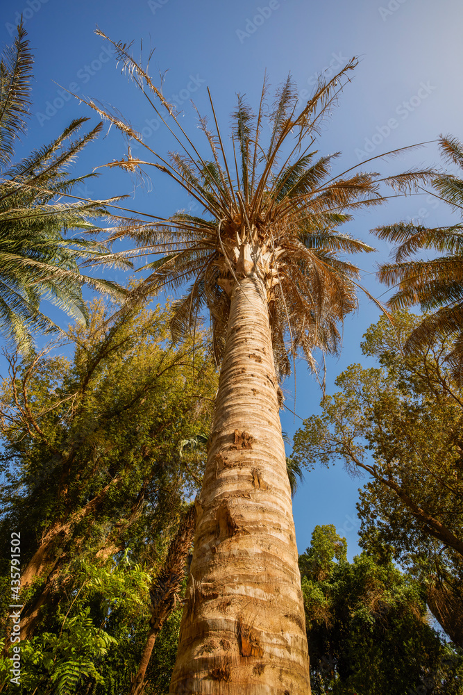 Fototapeta premium variety of plants from the Botanical Garden of Aswan Egypt