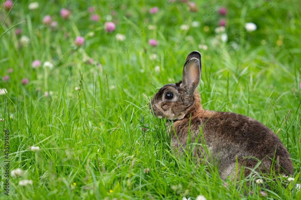 Fototapeta premium A brown cute dwarf rabbit in a green meadow
