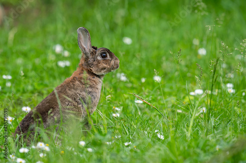 A brown cute dwarf rabbit in a green meadow © Stefan