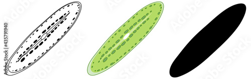 Set of Algae in silhouette and doodle on white background