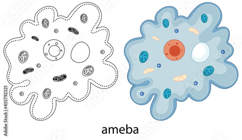 Ameba in colour and doodle on white background