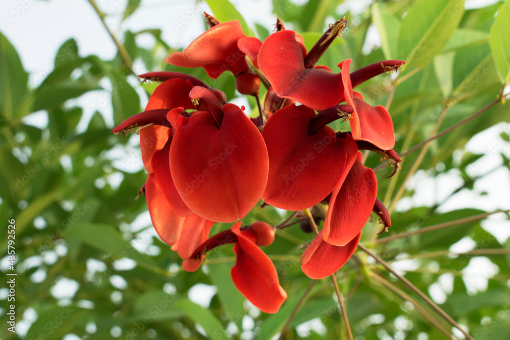 Dark-red flower of Erythrina crista-galli (Cockspur Coral tree). National flower of Argentina and Uruguay. Bokeh effect Dark-red flower of Erythrina crista-galli (Cockspur Coral tree). National flower of Argentina and Uruguay. Bokeh effect