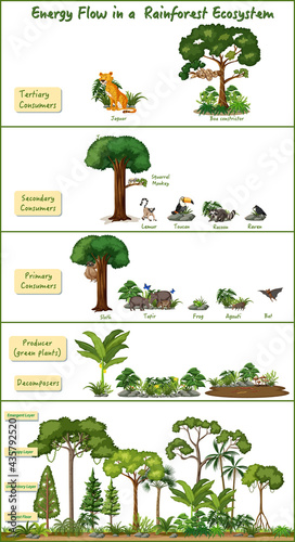 Energy flow in a rainforest ecosystem diagram