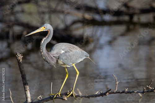 Tricoloured heron (Egretta tricolor) tricoloured heron standing on a bare tree with a natural  background