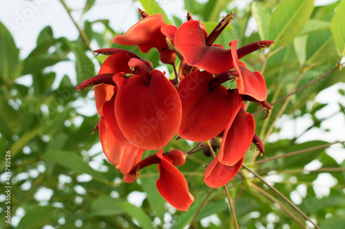 Dark-red flower of Erythrina crista-galli (Cockspur Coral tree). National flower of Argentina and Uruguay. Bokeh effect