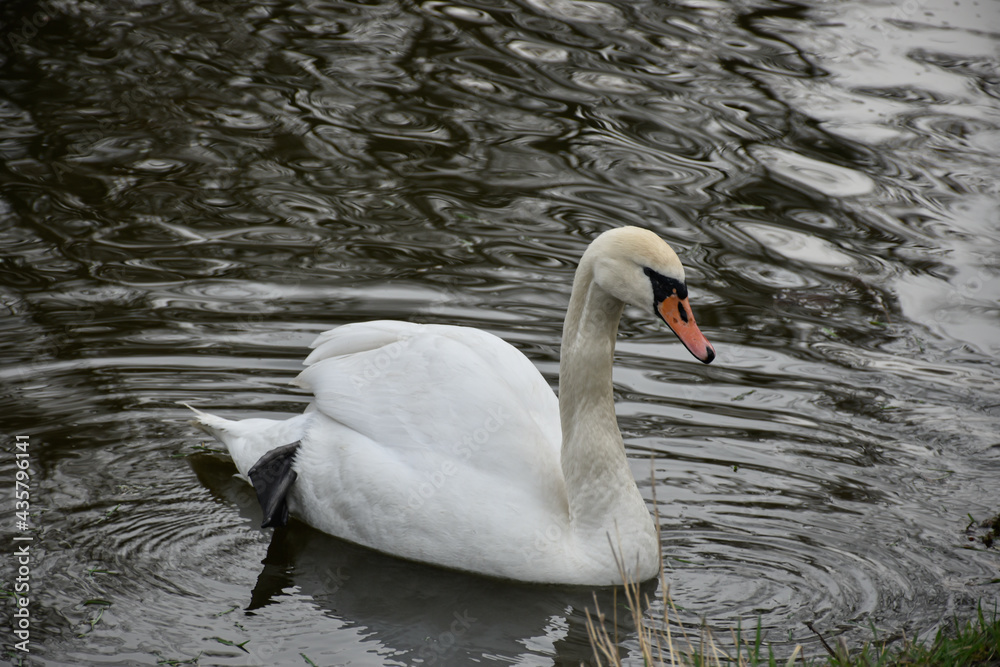 Naklejka premium White swan swims in the spring pond with water circles.