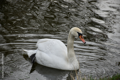 White swan swims in the spring pond with water circles.