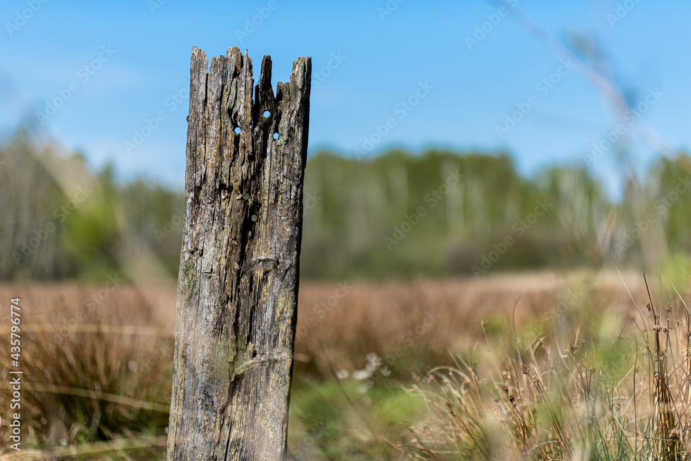 Wald, Blumen und mehr. Draussen ist es am schönsten.