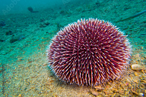 Common Sea Urchin, Paracentrotus lividus, Cabo Cope Puntas del Calnegre Natural Park, Mediterranean Sea,  Murcia, Spain, Europe © Al Carrera