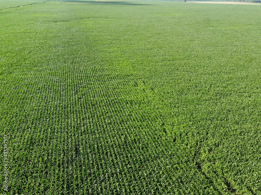 Extensive corn fields, top view. Green farm fields, landscape. Extensive corn fields, top view. Green farm fields, landscape.