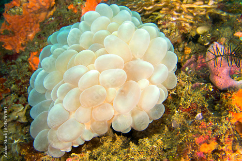 Bubble Coral, Stony Coral, Plerogyra sinuosa, Lembeh, North Sulawesi, Indonesia, Asia photo