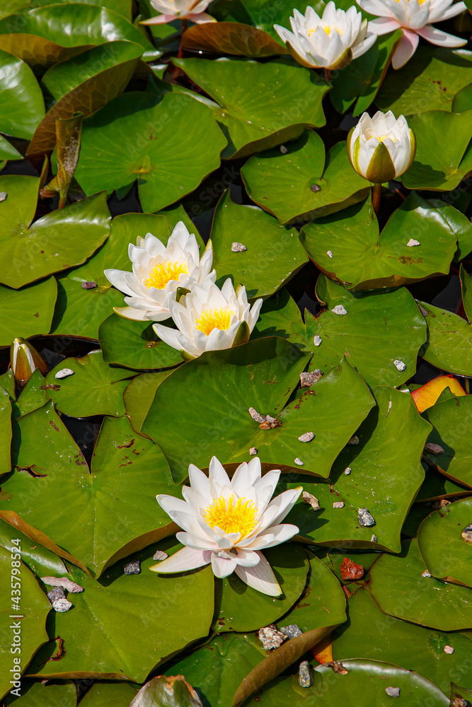 flower, nature, flowers